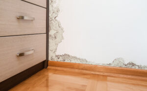 mold remediation in Jacksonville