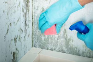 mold removal in Jacksonville