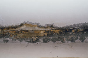 Mold growing on wall - Mold Remediation in Jacksonville, FL